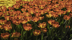 Backlit yellow and Red Tulips